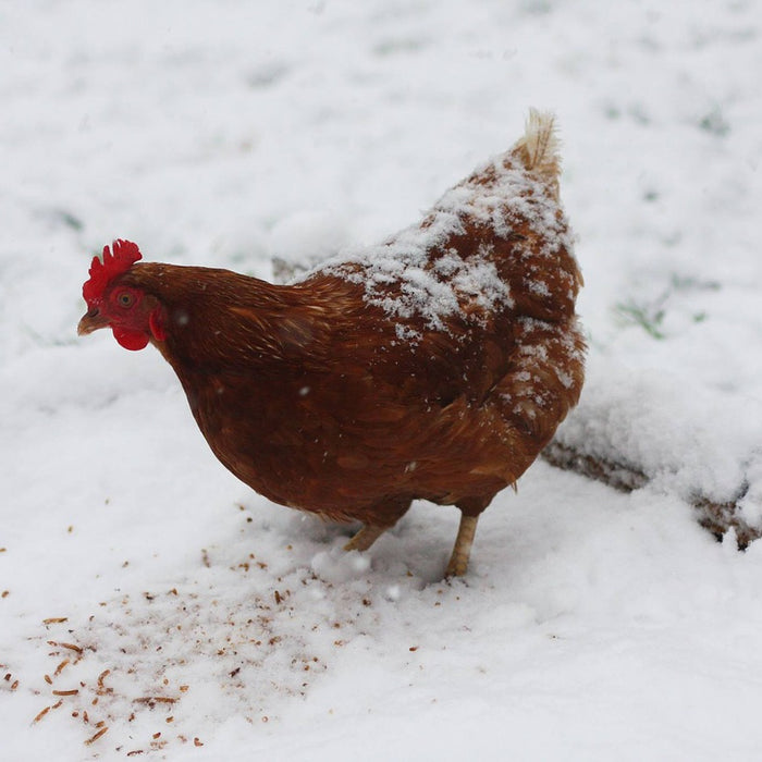 Winter Poultry Care Tips