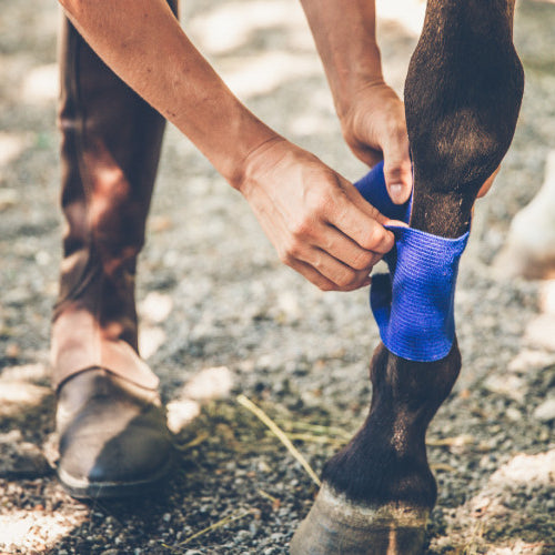 Healing Hooves: Effective Treatment for Horse Wounds