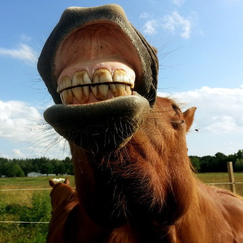 Horse Dental Care