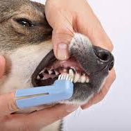 How to Get Rid of Bad Dog Breath