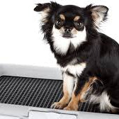 Litter Box Training Your Small Dog