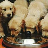 Puppy Nutrition 101: What Should You Feed a Puppy?