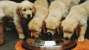 Puppy Nutrition 101: What Should You Feed a Puppy?