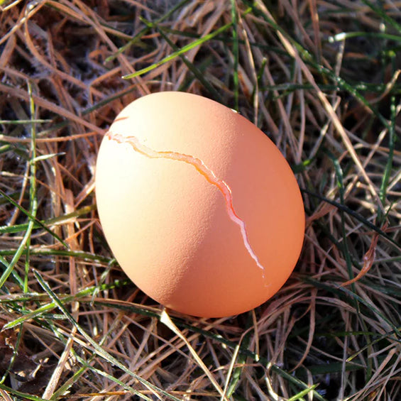 Common Eggshell Defects – Cracks and Checks