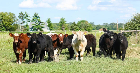 Creep Feeding Show Calves