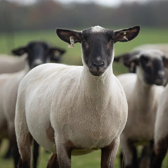 How to Feed Ewes Through Breeding, Pregnancy and Lactation