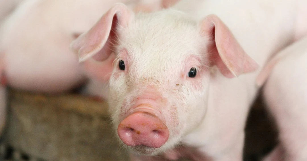 Piglet Life Guard LifeGuard® Swine- What Is It and How Does It Help Your Pig?