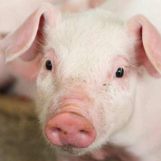 LifeGuard® Swine- What Is It and How Does It Help Your Pig?