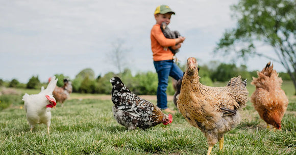 Understanding the Change in a Pullet’s Body Before She Begins Laying