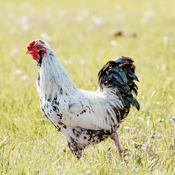Roosters – What to Expect with the Onset of Spring