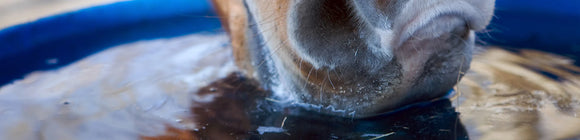 Managing Horses in Hot Temperatures