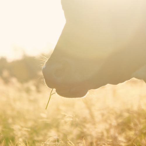 Managing Pasture Health in the Fall: Rotational Grazing and Soil Care