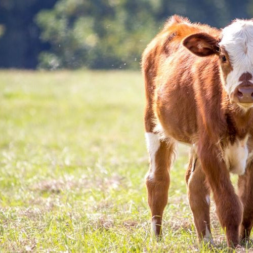 Overcoming Calf Health Issues