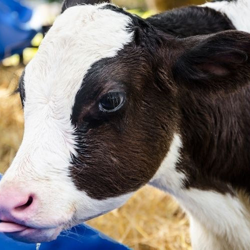 Keeping Your Cattle, Horses, and Backyard Flock Hydrated