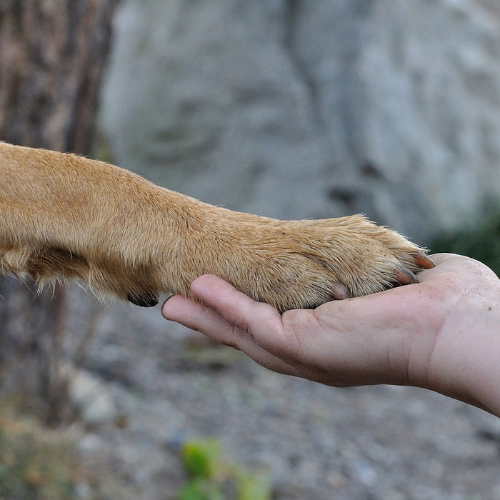 How to Greet a Dog