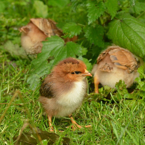 Preparing for Chicks: Setting Up Your Brooder