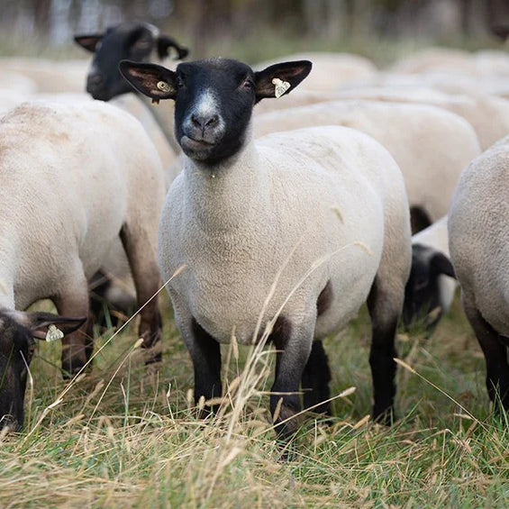 Feeding Practices in Sheep: What Do They Eat?
