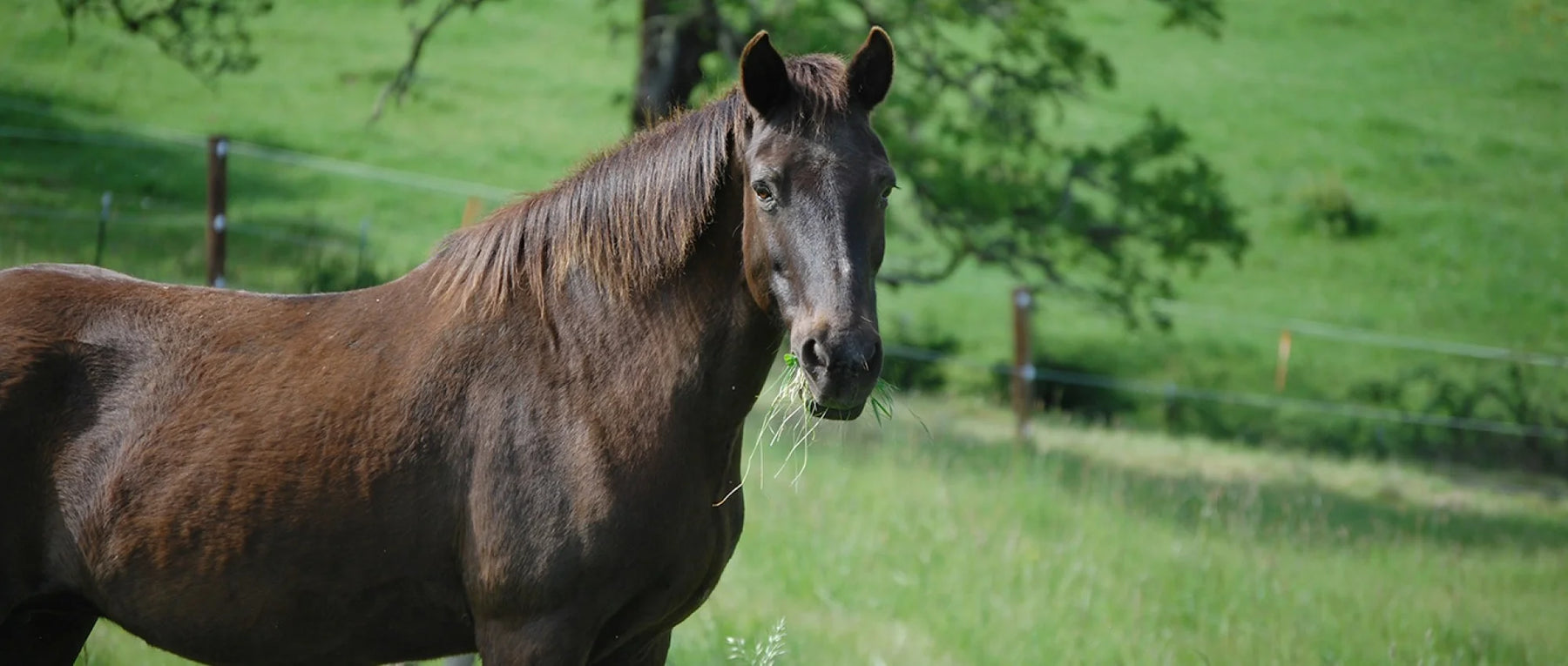 Horse Care Guidelines