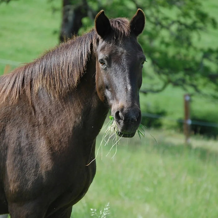 Horse Care Guidelines