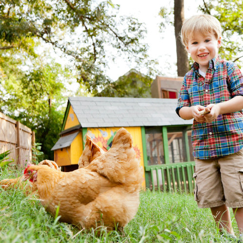 Boosting Backyard Chicken Immunity: Strengthening Your Flock's Defense
