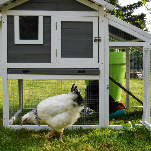 Essential Chicken Care Tips for a Healthy Summer