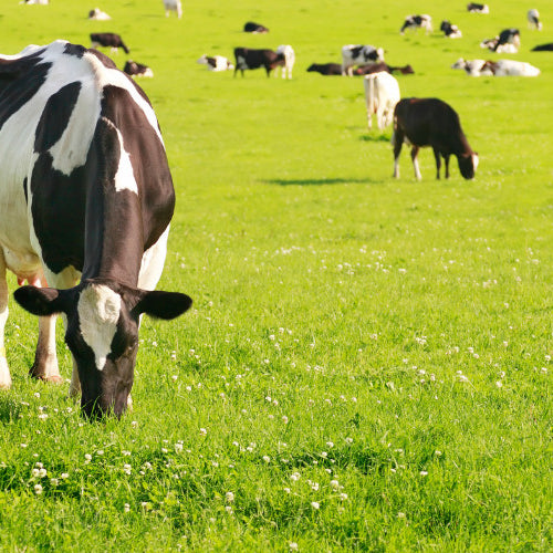 Summer Grazing: Maximizing Pasture Health for Livestock