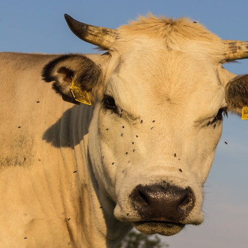Tips On Fly Control For Your Cattle