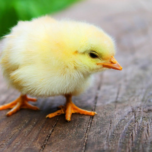 Tips On Raising Poultry