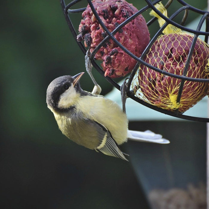 Spring Bird Feeding Tips