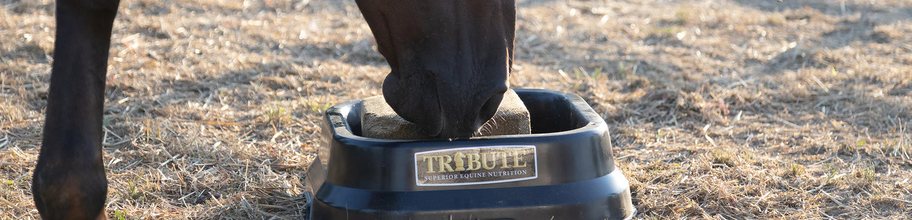 Mineral and Salt Blocks for Horses: What's Necessary?