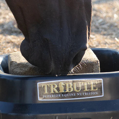 Mineral and Salt Blocks for Horses: What's Necessary?