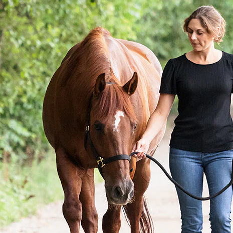 How Horse Feeds Affect Emotional Health
