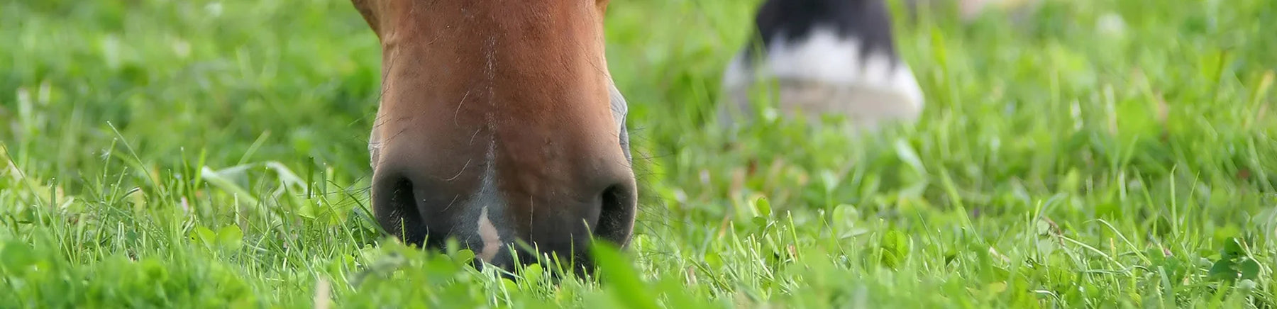 Introducing Horses to Spring Pasture