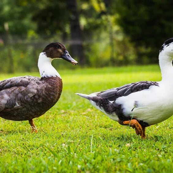 Can Ducks Eat Chicken Feed?