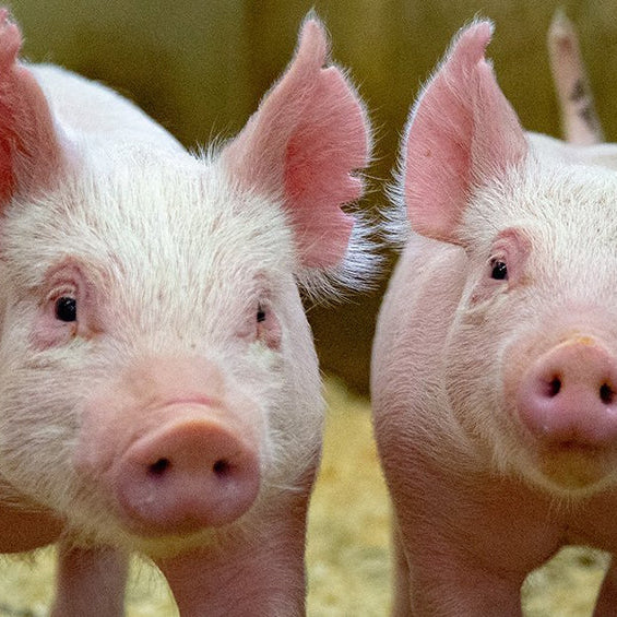Types of Pig Feeds & How to Choose the Right Kind