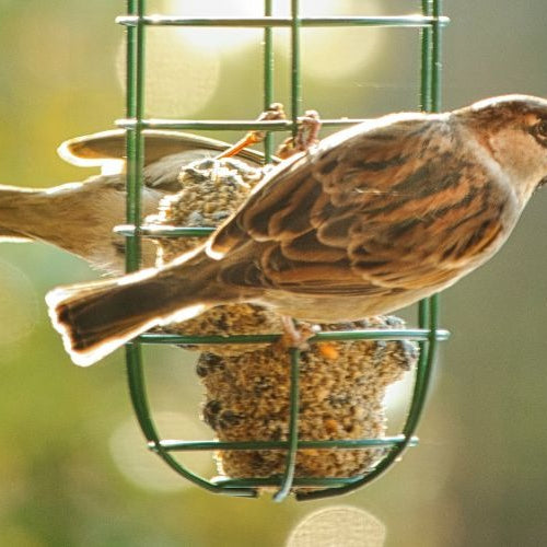 Summer Wild Bird Feeding and Care Tips