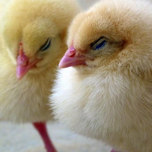 Winter Chick Care Tips: Keeping Your Flock Happy and Healthy Through the Cold Months