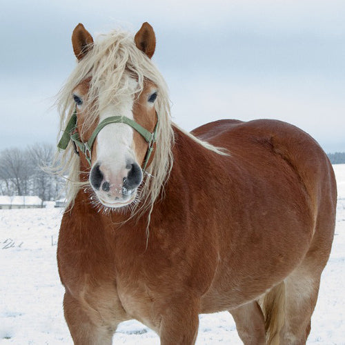 Winter Horse Care Checklist