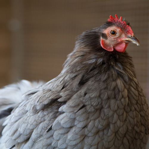 Winter Poultry Care Tips