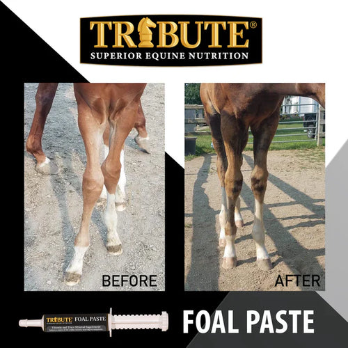 Tribute Foal Paste Nutrient & Probiotic-Packed Supplement