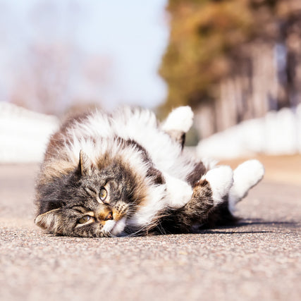 Cat Food & SuppliesA cat laying on a road on a clear day.