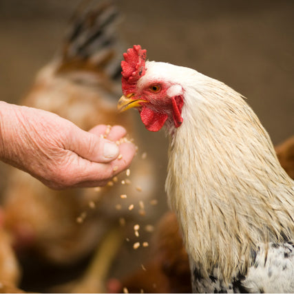 Poultry Feed & SuppliesA chicken being hand fed feed.