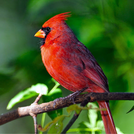 Wild Bird Feed & SuppliesA cardinal sitting on a tree branch on a clear day.