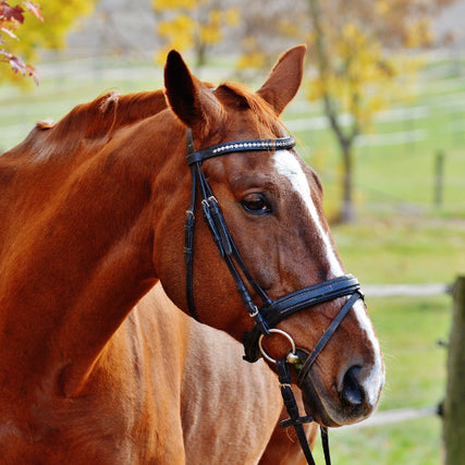 Horse Feed & SuppliesA close-up of a brown horse in a pasture.