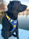 Baydog Michigan Wolverines Dog Harness