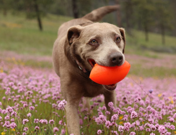 Ruff Dawg Football Rubber Retrieving Dog Toy