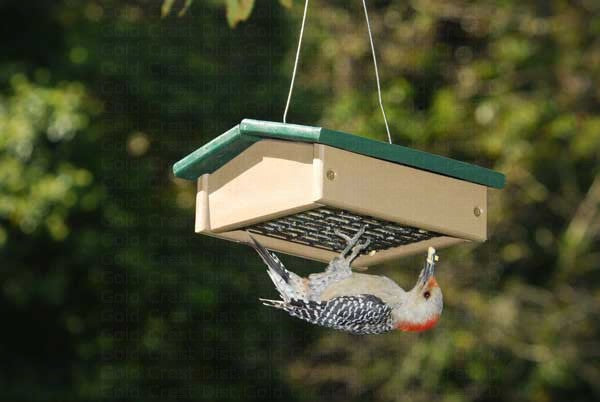 Songbird Essentials Small Upside Down Suet Feeder Hunter Driftwood (1-Count)