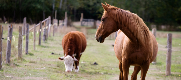 A close-up of a horse looking back at a cow, both in pasture on a clear day.