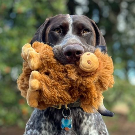 Tall Tails Highland Cow with Squeaker Dog Toy