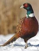 Townline Hatchery Ring Neck Pheasants